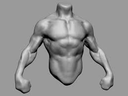 Differences between male and female bladder. Male Torso V4 3d Modell In Anatomie 3dexport