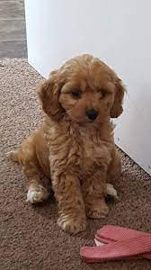 Puppy Bella Miniature Toy Apricot Cockapoo Dog Cockapoo Puppies Cockapoo Puppies For Sale Cockapoo Dog