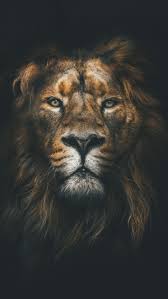 Android Wallpaper Animals Lion Muzzle Mane Android Wallpapers 4k Hd Mypin Animaux L Art De Lion Animaux Geants