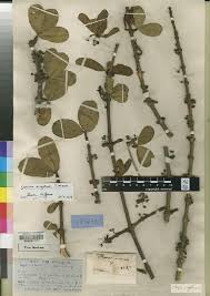 Image result for Garcinia huillensis