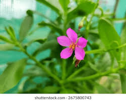 Image result for Talinum fruticosum