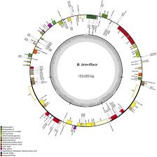 Image result for Belonophora coffeoides