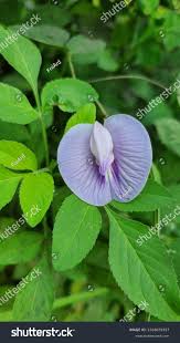 Image result for Centrosema pubescens