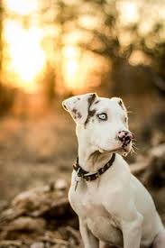 The Great Outdoors Leopard Dog Catahoula Leopard Dog Beautiful Dogs