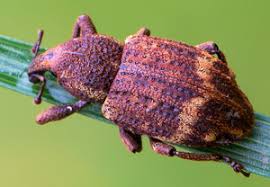 Image result for Plinthus