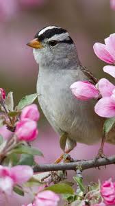 Sparrow Bird Branches Flowers Bloom Kus Hayvanlar Ve Cicek