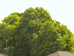 Gif Trees Animated Gif On Gifer By Saithibor Upload your file and transform it. gif trees animated gif on gifer by