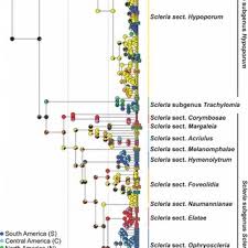 Image result for Scleria bambariensis