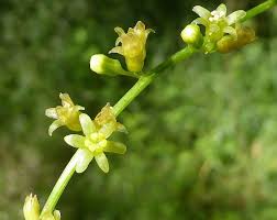 Image result for Dioscorea minutiflora