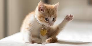 Nah, cara memandikan kucing sudah selesai. 8 Cara Memandikan Anak Kucing Secara Aman Dan Tidak Berontak Pintarpet