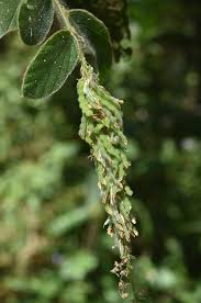 Image result for Polhillides velutina