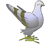 Gif animé gratuit > Oiseaux > Pigeons > Page 1