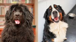 We did not find results for: Newfoundland Vs Bernese Mountain Dog Breed Differences Similarities