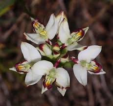 Image result for Disa woodii