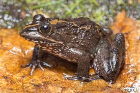 Image result for Afroqueta capensis