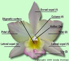 Diagram Of An Orchid Flower Orchids Orchid Flower Flower Drawing