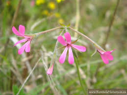 Image result for Pelargonium alchemilloides