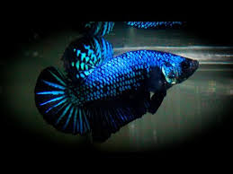 Deep blue professional betta tank kit. ðŒðžð­ðšð¥ð¥ð¢ðœ ðð¥ð®ðž ðð¥ðšðœð¤ ð‹ðšðœðž ð‡ðŒððŠ ððžð­ð­ðš á´´á´° Youtube