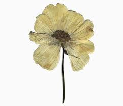 Dried Flower Png Sticker Di 2020 Bunga Inspirasi