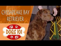 Image result for chesapeake bay retrívr