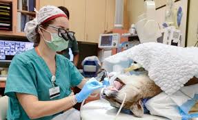 If you need to reschedule an existing appointment. Uc Davis Named Nation S Top Veterinary Program