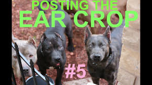 It ranges anywhere between $150 to more than $600. Dog Puppy Ear Crop Posting After Surgery Cut Ears Pitbull Doberman Dogo Boxer Presa Youtube