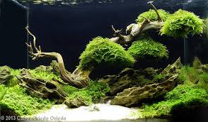 2019 aga aquascaping contest aquariums. 2013 Aga Aquascaping Contest 601