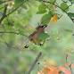 NJ Audubon: Native Plants for Birds event in Bernardsville, NJ