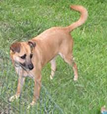 High quality redbone coonhound gifts and merchandise. Gopets Com