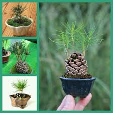 Pinecone Bonsai Boxwood Garden Plants Garden Trees
