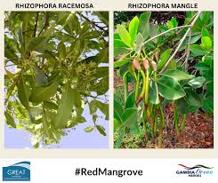Image result for Rhizophora racemosa