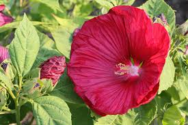 Image result for Hibiscus mechowii