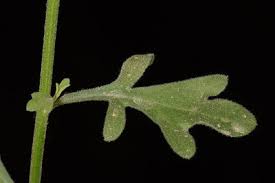 Image result for Eschenbachia stricta