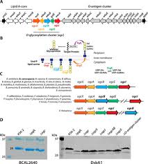 Permohonan mulai dibuka pada 05 mac 2020. A General Protein O Glycosylation Machinery Conserved In Burkholderia Species Improves Bacterial Fitness And Elicits Glycan Immunogenicity In Humans Journal Of Biological Chemistry
