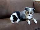 - Virginia Australian Shepherd Rescue - ADOPTIONS - Rescue Me!