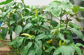 Hybrid green bell pepper seeds. Amid Lockdown Sri Lankans Nurture Their Own Oases Through Home Gardening