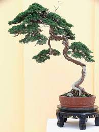 Pin By Alvaro Granja On Bonsai Bonsai Tree Types Bonsai Tree Care Buy Bonsai Tree