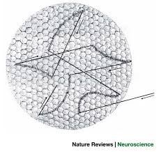 Image result for Visual Fixation