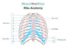 The rib cage is the arrangement of ribs attached to the vertebral column and sternum in the thorax of most vertebrates, that encloses and protects the heart. How Many Ribs Do Humans Have Men Women And Anatomy
