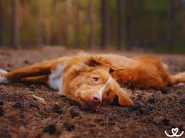 Image result for nova scotia duck tolling retrívr