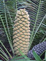 Image result for Encephalartos lebomboensis
