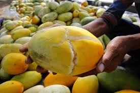 Menggunakan microwave alpukat bisa cepat matang dengan menggunakan bantuan microwave. Cara Pilih Timun Suri Yang Matang Dan Segar