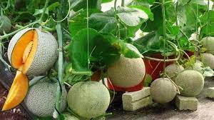 Check spelling or type a new query. 6 Cara Menanam Melon Di Pot Atau Polybag Youtube