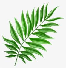Download the perfect palm leaf pictures. Free Palm Leaves Clip Art With No Background Clipartkey