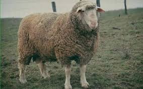 Maybe you would like to learn more about one of these? Oi De Vanzare Cum Sa Cumperi Si Sa Vinzi In Siguranta Oi Tarc Ro