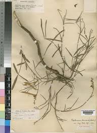 Image result for Tephrosia lurida