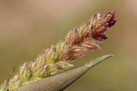 Image result for Tragus koelerioides