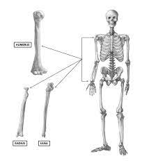 The plates are indicated for the treatment of midshaft fractures of the radius and ulna. Crossfit Bones Of The Elbow