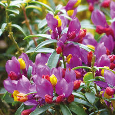 Tra sempreverdi resistenti, piante invernali da esterno in vaso e fiori che durano tutto l'anno, arredare uno spazio verde è abbastanza semplice. Polygala Myrtifolia Promozioni Nei Negozi Viridea Piante Da Esterni Arbusti Sempreverdi Fiori