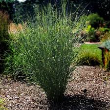 Image result for Panicum merkeri